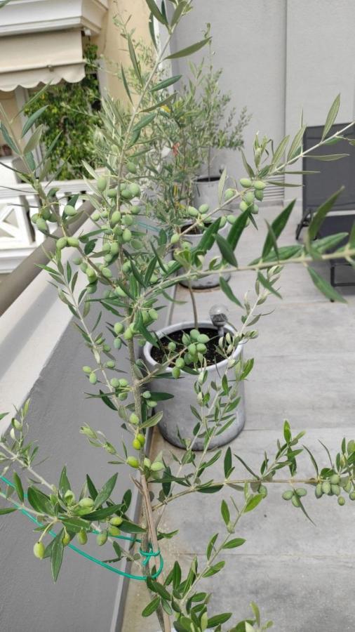 My Home In Greece 아테네 외부 사진