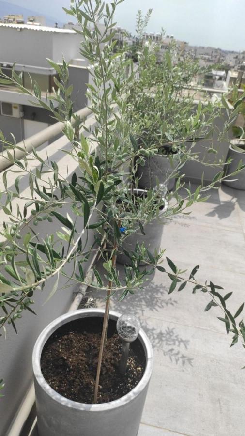 My Home In Greece 아테네 외부 사진